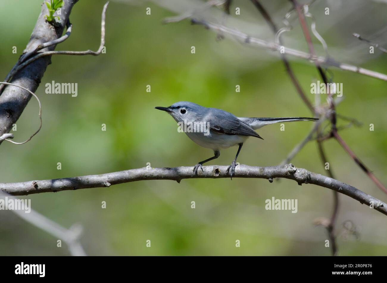 Gobemoucheron gris-bleu Polioptila caerulea, Banque D'Images