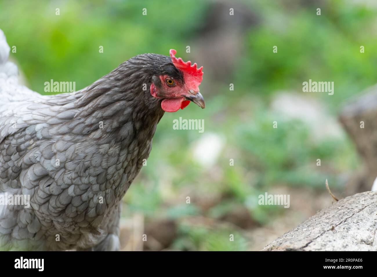 bleu maran poule Banque D'Images