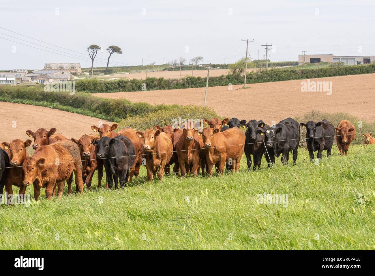 troupeau de taureaux de boeuf Banque D'Images