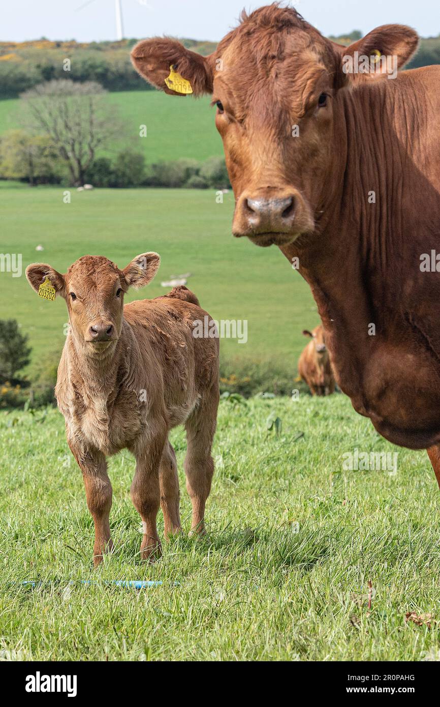Ruby vache et veau de bétail Banque D'Images