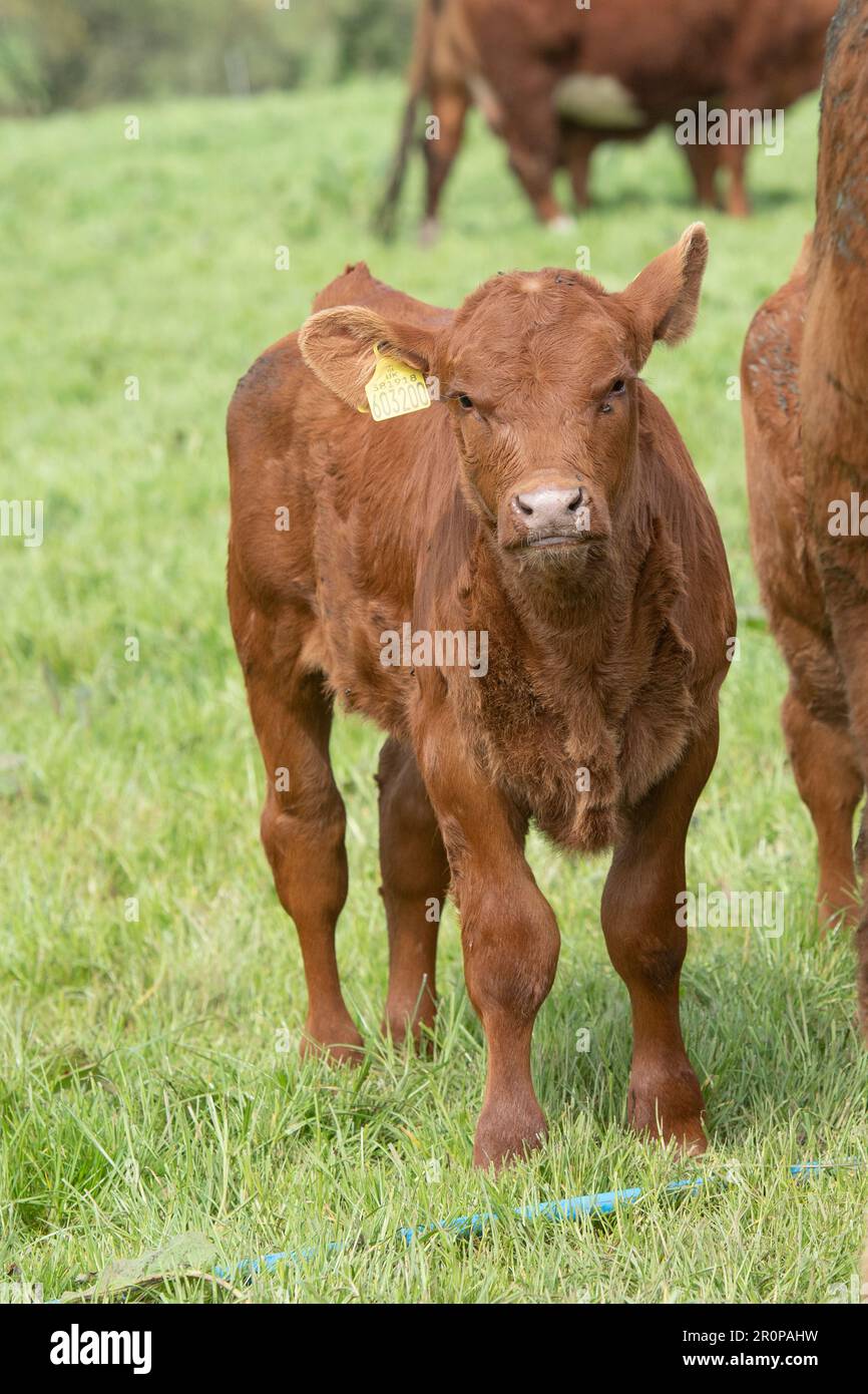 Ruby vache et veau de bétail Banque D'Images