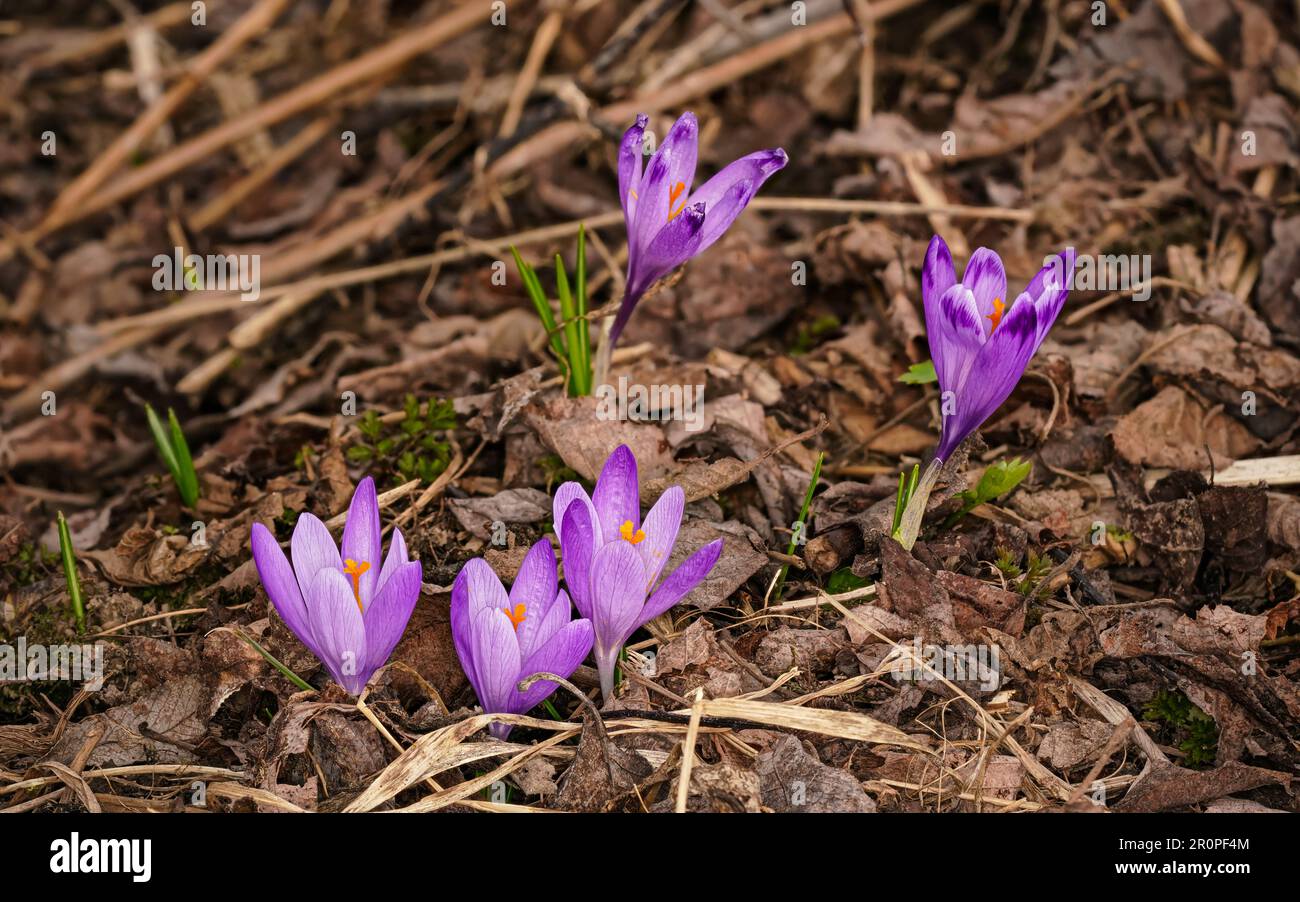 Fleurs sauvages d'iris violet et jaune (Crocus heuffelianus) croissant à l'ombre, herbe sèche et feuilles autour Banque D'Images