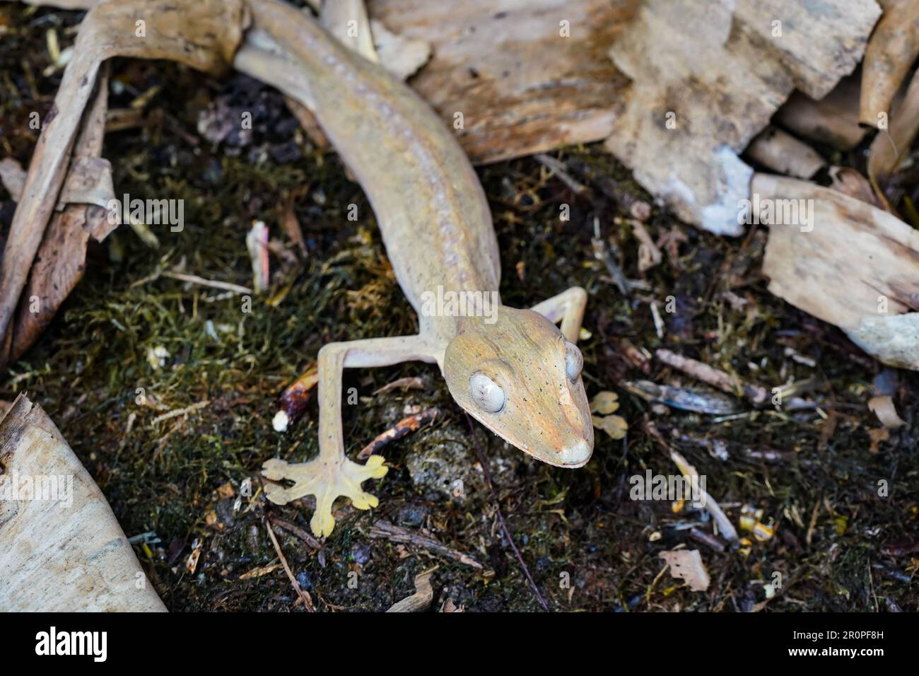 Gecko à queue plate doublée - Uroplatus lineatus - marchant sur un sol noir, détail à la tête avec les yeux blancs Banque D'Images