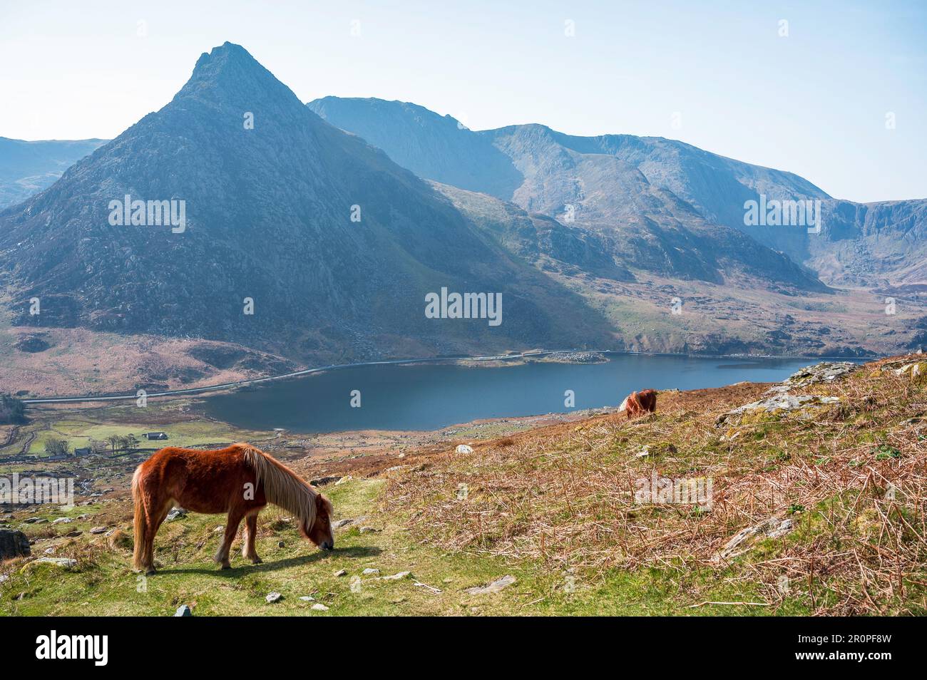 Tryfan avec les poneys sauvages de Carneddau à flanc de colline, un matin de printemps, Eryri Banque D'Images