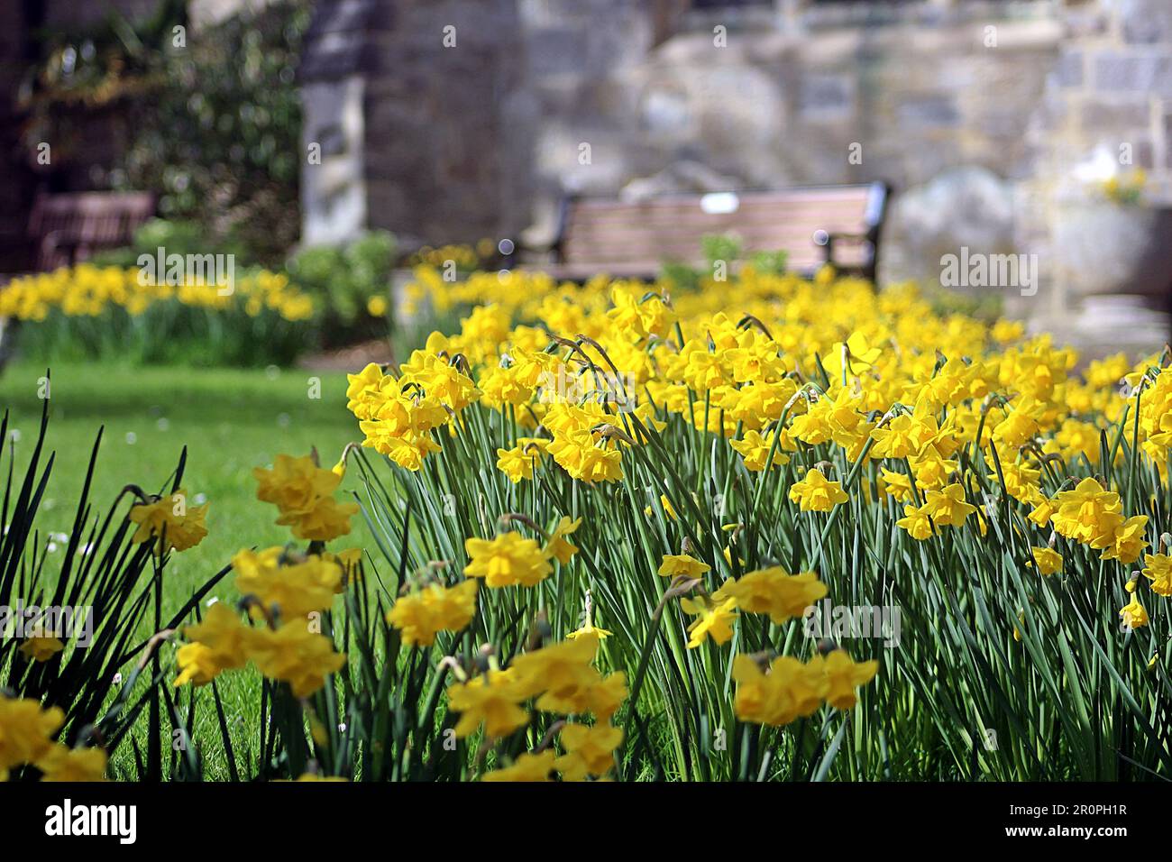 SIDMOUTH, DEVON, Royaume-Uni - 21 MARS 2017 jonquilles jaune vif en plein soleil dans le cimetière de l'église paroissiale de Sidmouth Banque D'Images