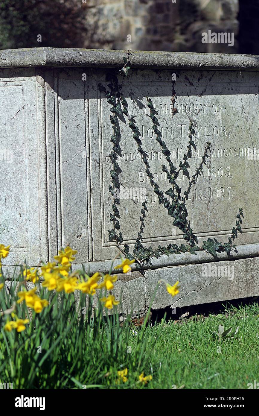 SIDMOUTH, DEVON, Royaume-Uni - 21 MARS 2017 jonquilles jaune vif en plein soleil dans le cimetière de l'église paroissiale de Sidmouth Banque D'Images