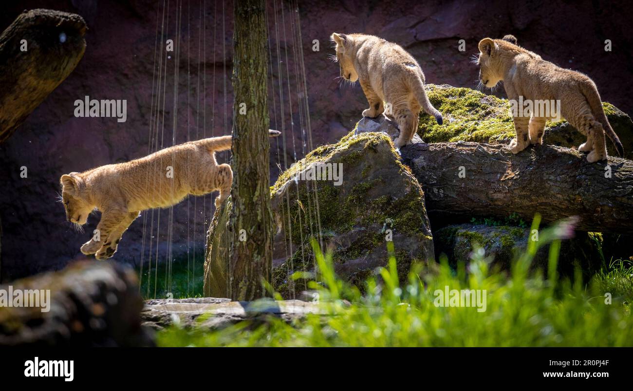 Hanovre, Allemagne. 09th mai 2023. Trois jeunes lions de Barbarie sont à l'extérieur par temps ensoleillé dans leur enceinte au zoo d'aventure de Hanovre. Progéniture parmi les lions : trois petits sont nés au zoo de Hanovre en février 2023. Credit: Moritz Frankenberg/dpa/Alay Live News Banque D'Images