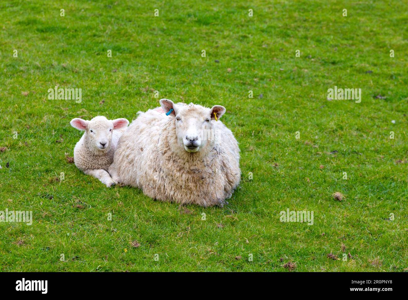 Brebis et agneau dans les pâturages entourant le château de Camber, Rye, East Sussex England, UK Banque D'Images