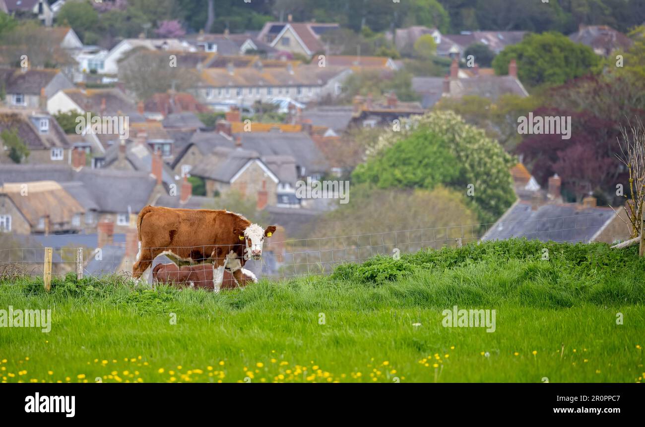 Herbe à mâcher de vache brune et blanche regardant l'appareil photo sur le front de colline avec village de campagne en arrière-plan Banque D'Images