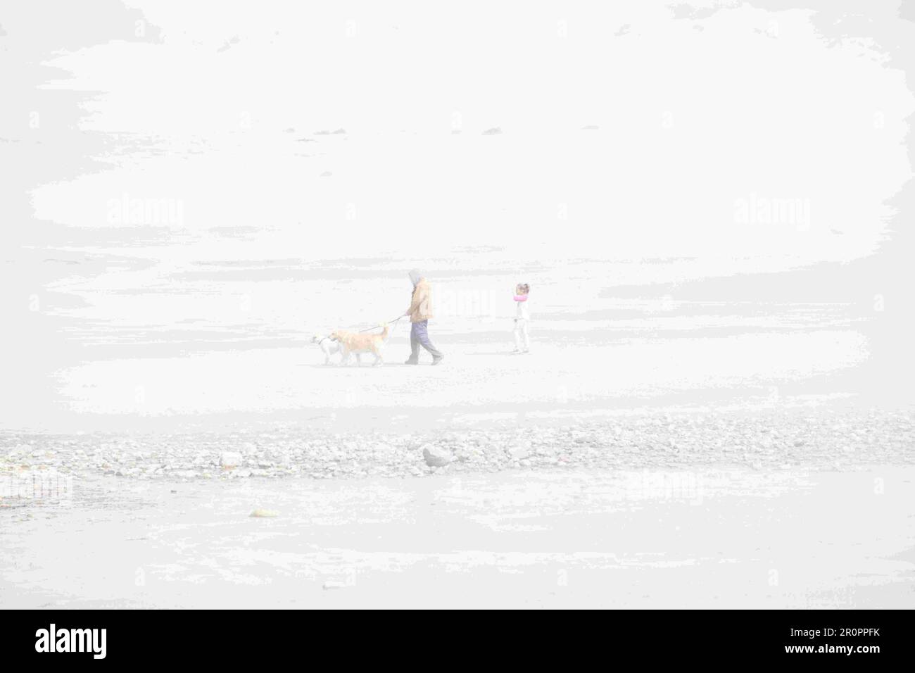 Marcher le chien sur une plage brumeuse. Corporation Beach, Cape Cod, Massachusetts, États-Unis Banque D'Images