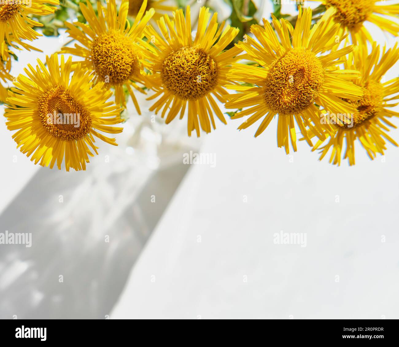 Composition florale d'été. Bouquet de fleurs jaunes d'élecampane ou d'inula au-dessus de la table blanche en plein soleil. Ombre d'un vase en verre. Fleurs sauvages de prairie. Haut Banque D'Images