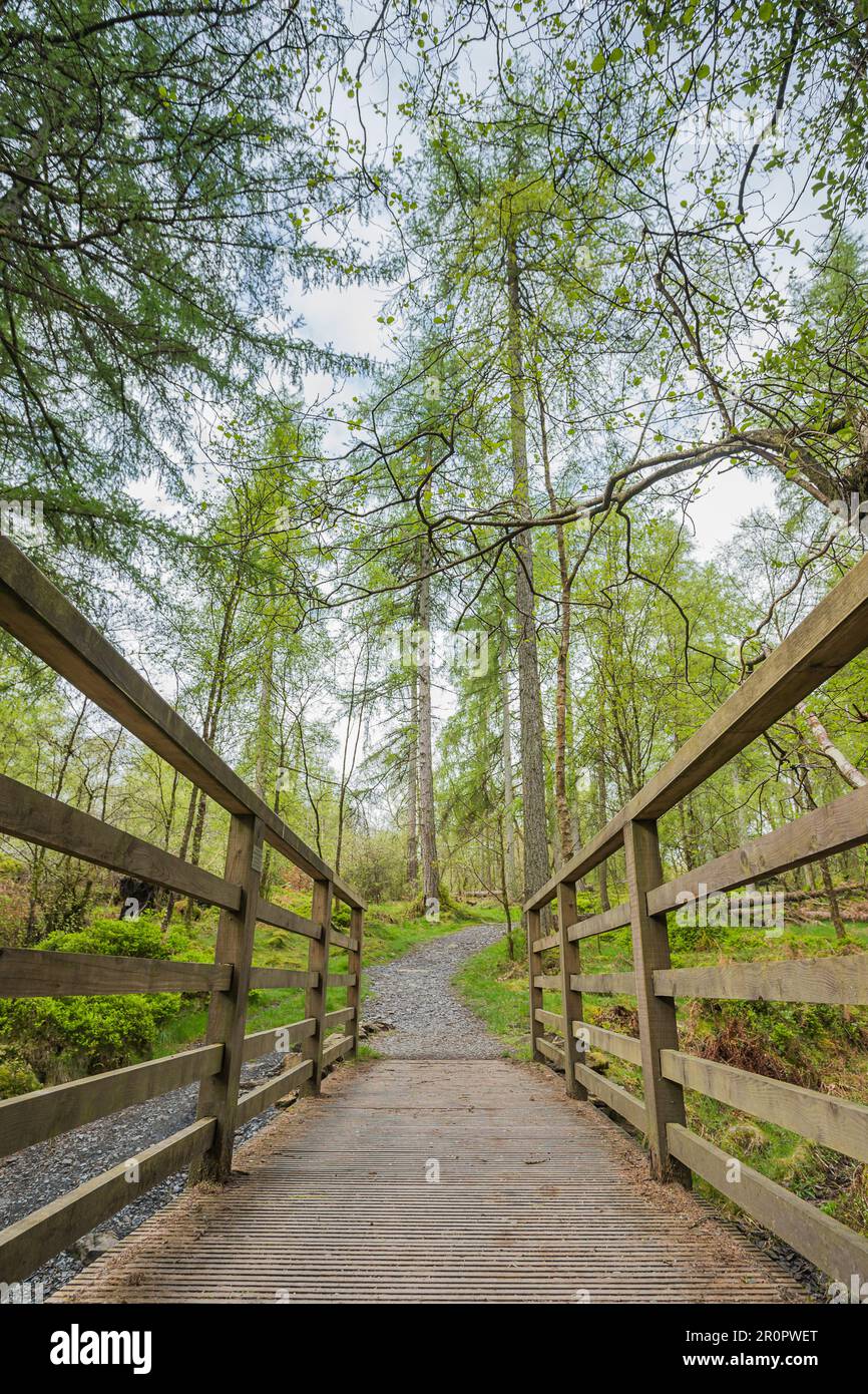 Vue sur une passerelle au-dessus d'un ruisseau en direction de High Dam Tarn au coeur du Lake District entouré de grands arbres et de sons de la nature. Banque D'Images