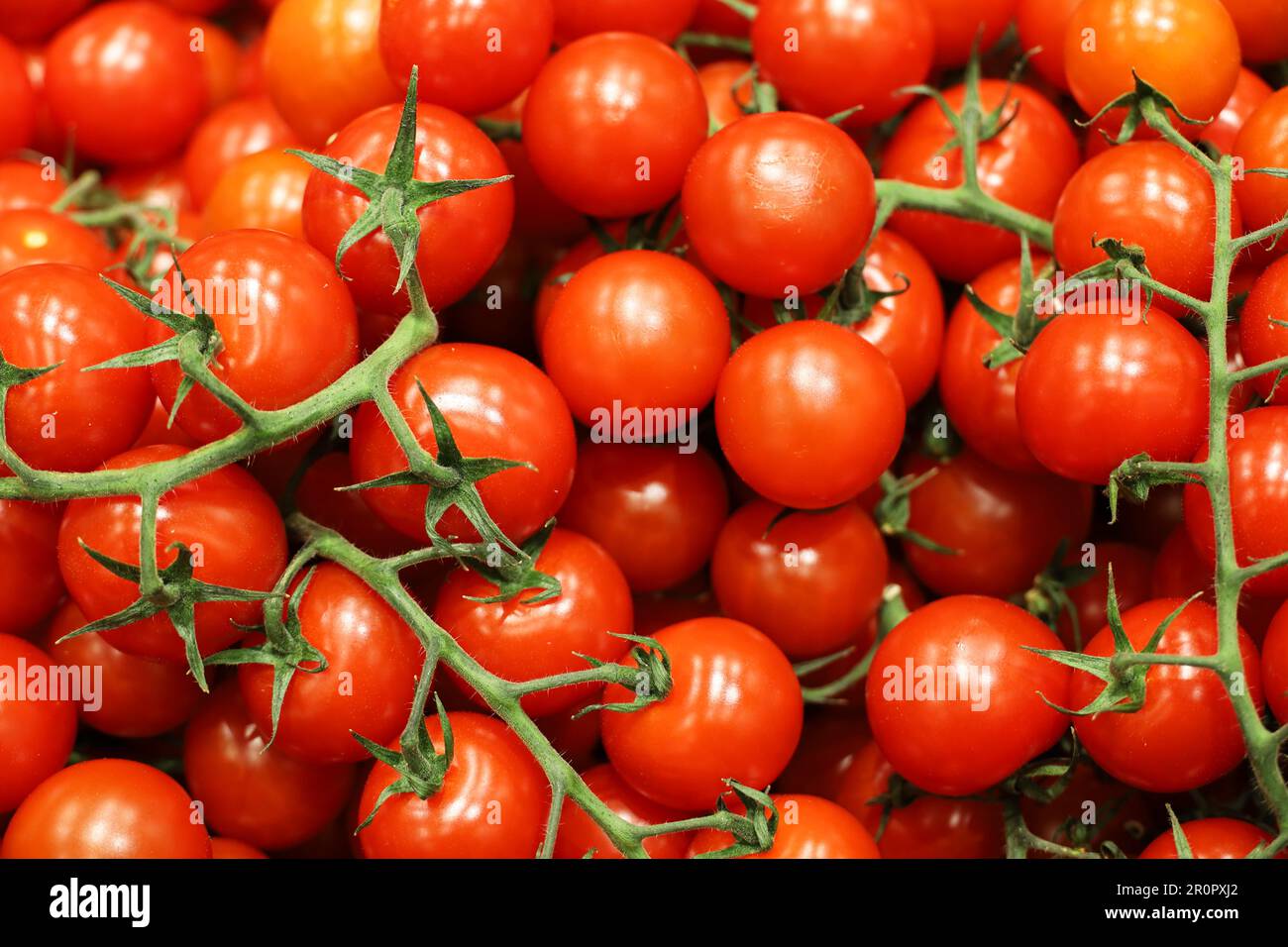 Tomates cerises rouges sur brindilles vertes, légumes frais sur le marché Banque D'Images