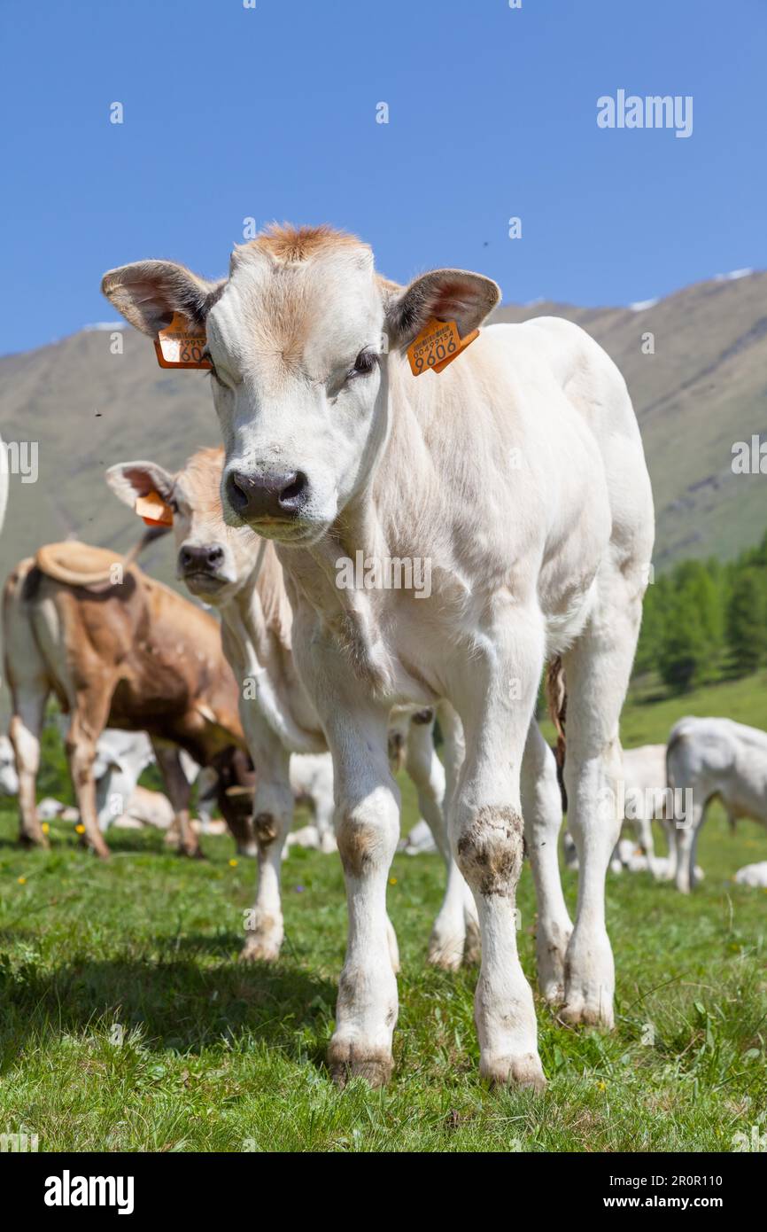 Saison d'été sur les Alpes italiennes. Veau libre entre les vaches adultes Banque D'Images