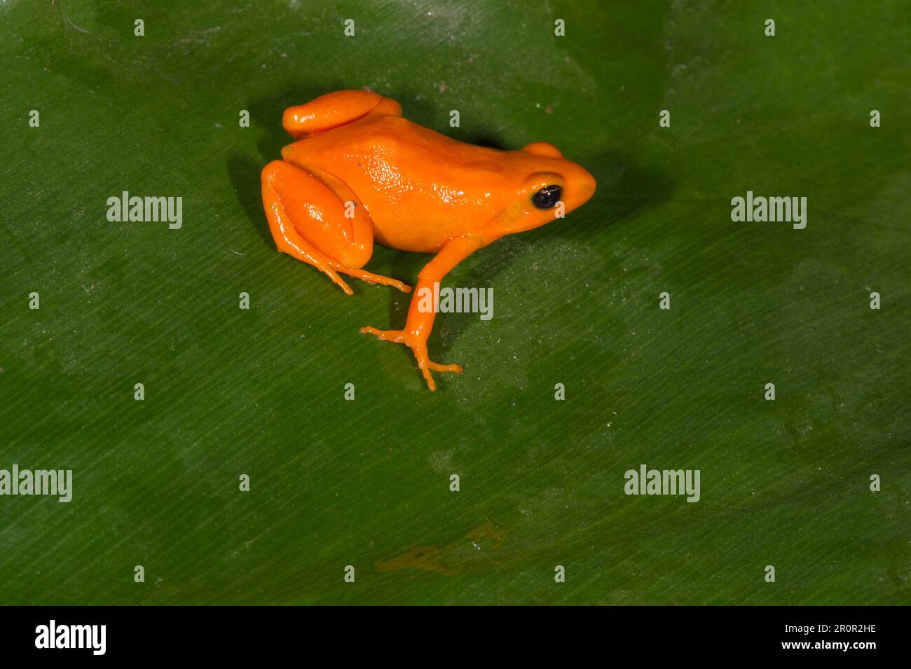 (Mantella aurantiaca Golden Mantella), Madagascar Banque D'Images