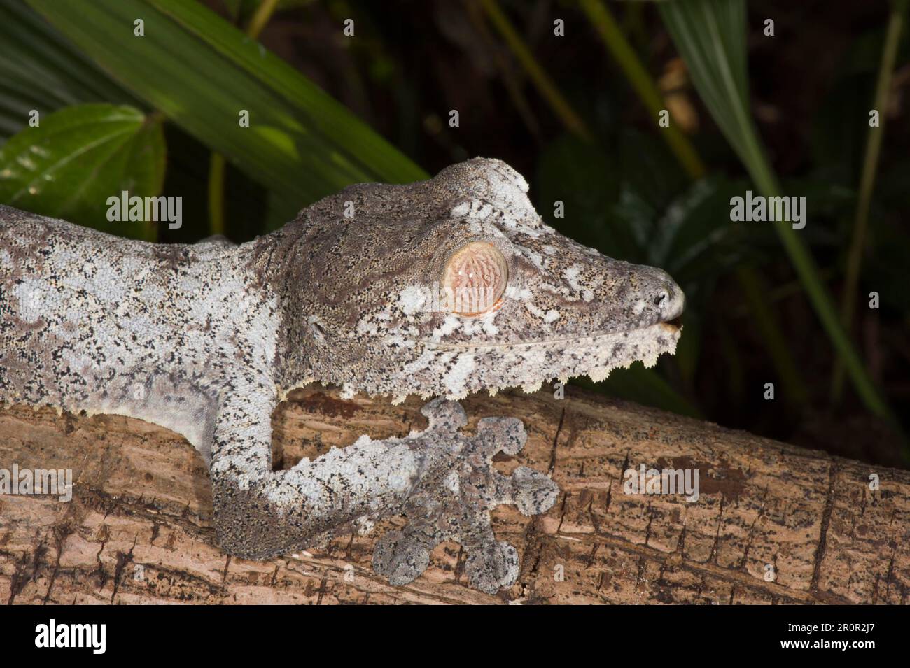 Gecko naine foliaire (Uroplatus fimbriatus), Madagascar Banque D'Images