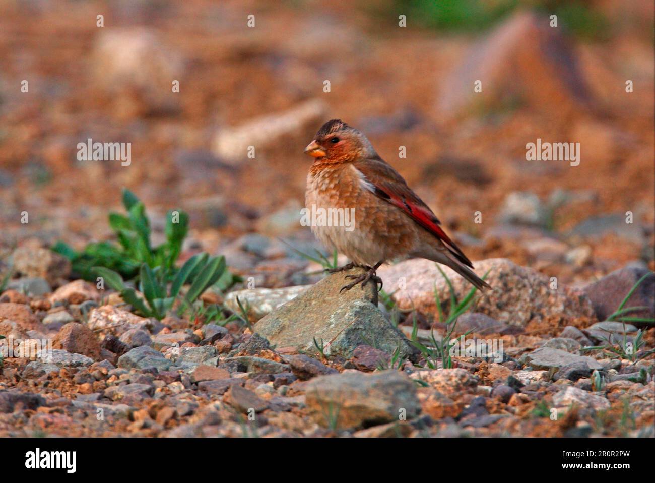 Finch ailé de cramoisi (Rhodopechys sanguinea aliena) sous-espèce nord-africaine, mâle adulte, montagnes de l'Atlas, Maroc Banque D'Images