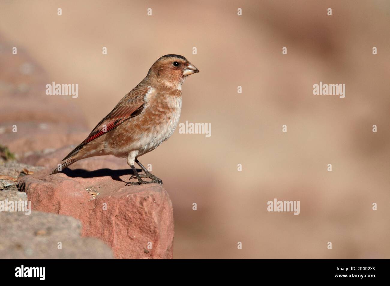 Finch ailé de cramoisi (Rhodopechys sanguinea aliena) sous-espèce nord-africaine, mâle adulte, debout sur la roche, Oukaimeden, Maroc Banque D'Images