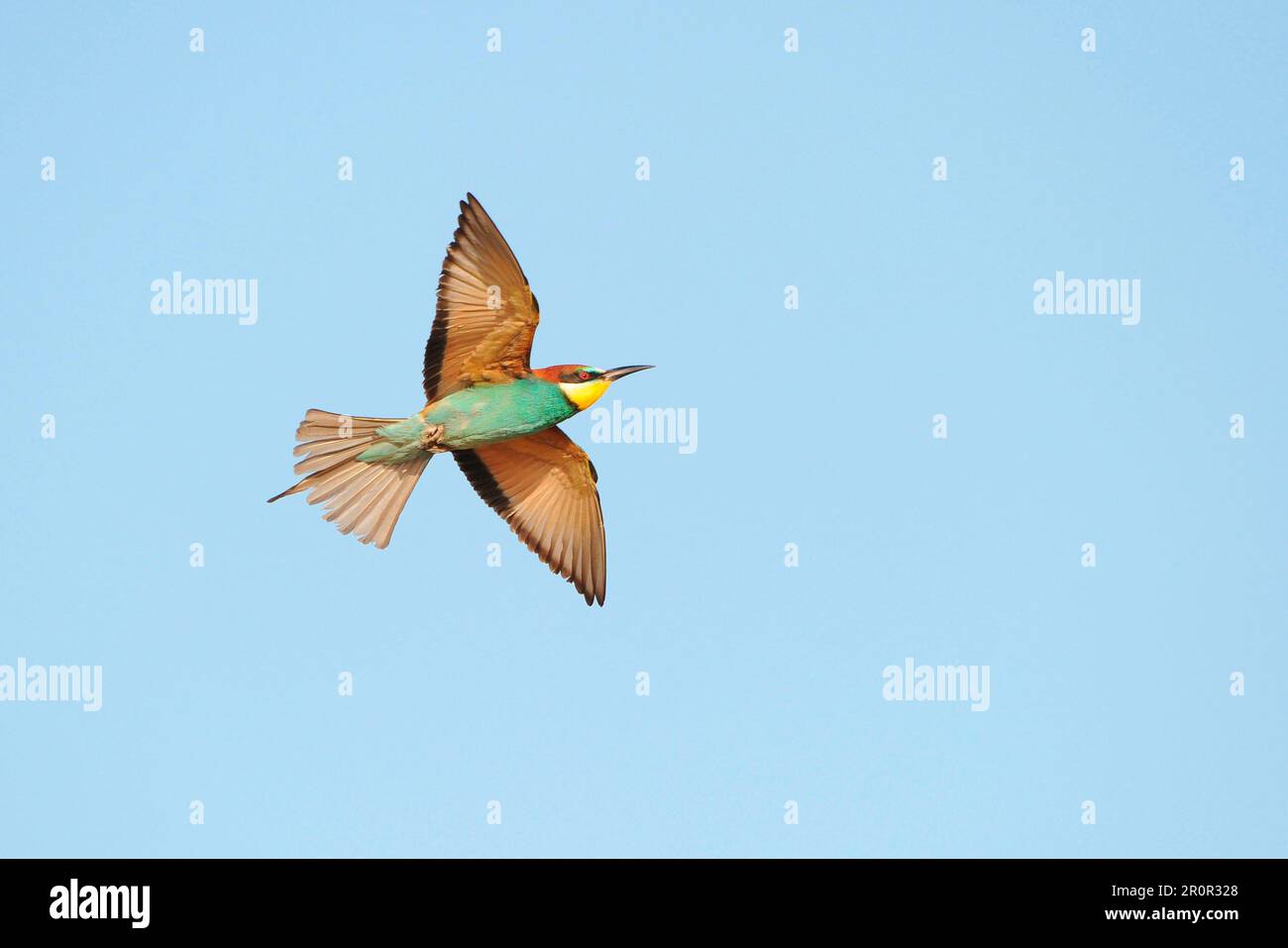 European Bee-eater (Merops apiaster), casier, casiers, animaux, oiseaux, European Bee-eater adulte, en vol, Lesvos, Grèce Banque D'Images