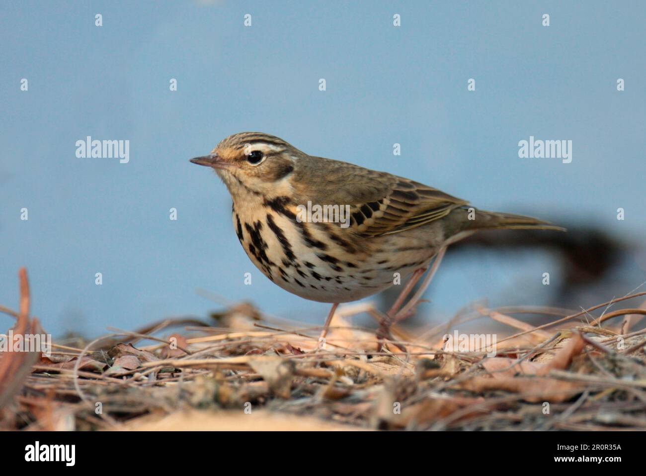 Pipit adulte à dos olive (Anthus hodgsoni yunnanensis), en litières de feuilles, réserve naturelle de Mai po, Hong Kong, Chine Banque D'Images