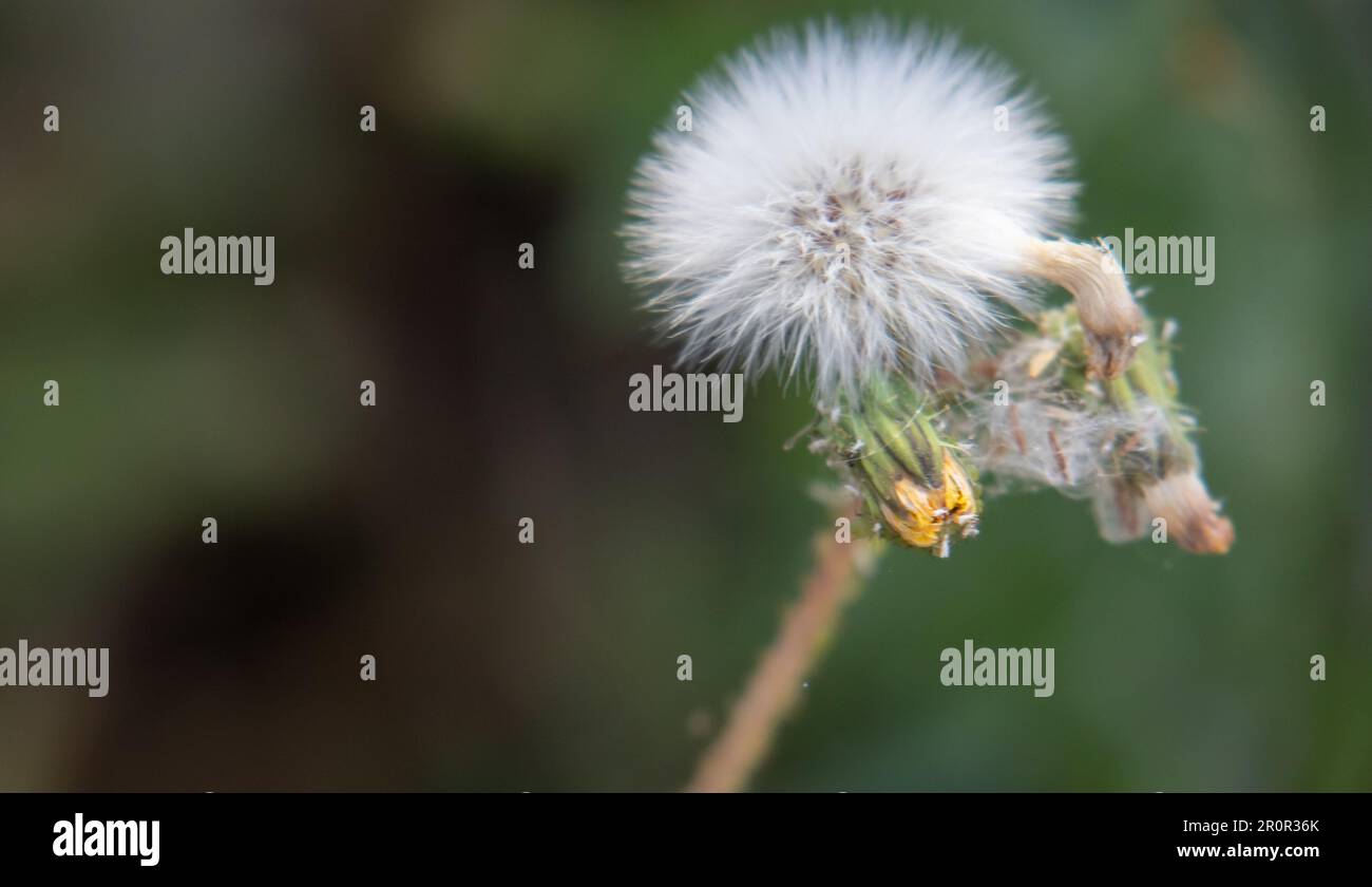 Taraxacum officinale, nombre común diente de león o achicoria amarga, Almaraz, Cáceres, España Banque D'Images