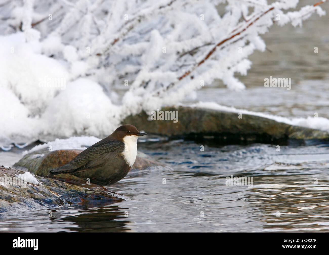 Balancier à la poitrine blanche (Cinclus inclues), adulte, debout sur les berges, berge enneigée, Finlande Banque D'Images