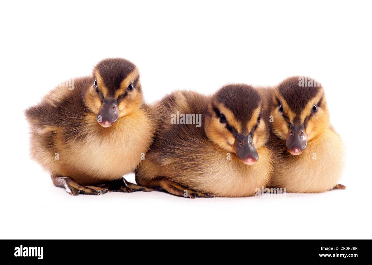 Canard colvert (Anas platyrhynchos), canards colverts, oiseaux d'oie, animaux, Oiseaux, Canard colvert trois canetons Banque D'Images