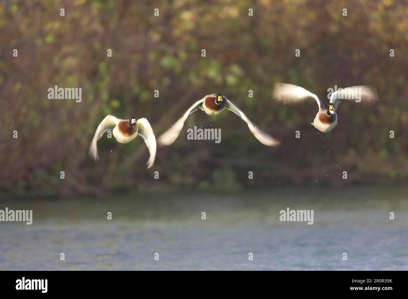 Canards colverts (Anas platyrhynchos) adultes, trois mâles en vol, lancement depuis le lac, Warwickshire, Angleterre, automne Banque D'Images