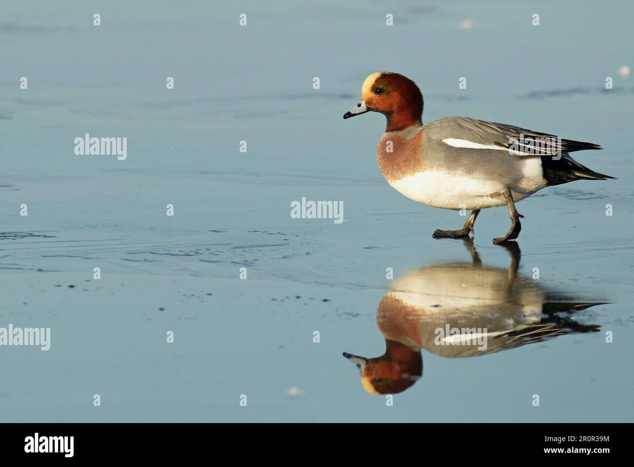 Wigeon eurasien (Anas penelope) adulte mâle, traversant un lac gelé, Caerlaverock W. W. T. Dumfires et Galloway, Écosse, Royaume-Uni Banque D'Images