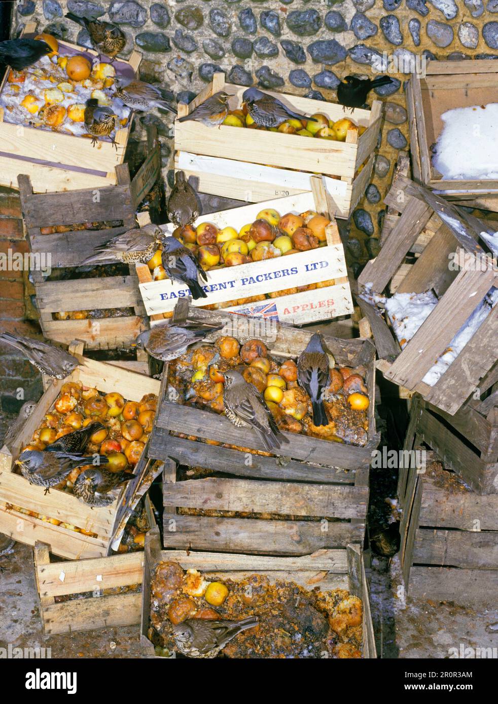 Troupeau de fieldfares (Turdus pilaris), avec fieldfare, redwing et blackbird se nourrissant sur des boîtes de pommes pourries, Angleterre, hiver Banque D'Images