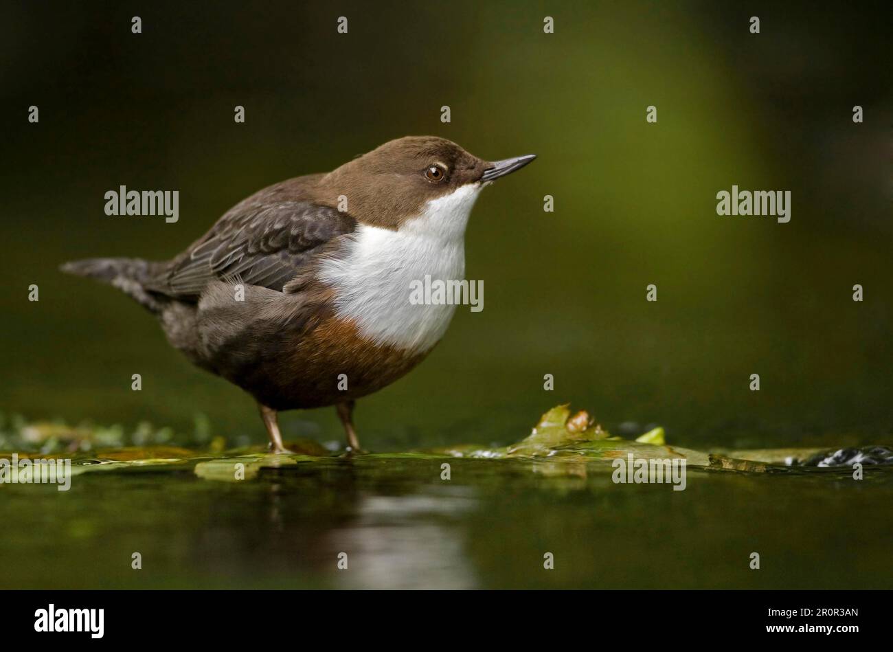 Balancier à gorge blanche (Cinclus cinclus gularis), adulte, debout dans l'eau, Peak District, Derbyshire, Angleterre, Royaume-Uni Banque D'Images