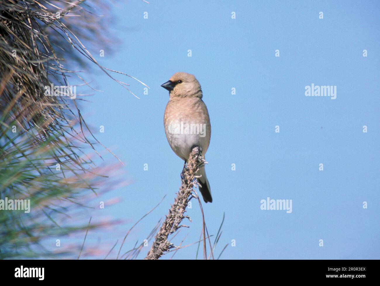Fringilla obsoleta, Carduelis obsoleta, Chloris obsoleta, finch du désert (Rhodospiza obsoleta), oiseaux chanteurs, animaux, oiseaux, Finch, Finch du désert Banque D'Images