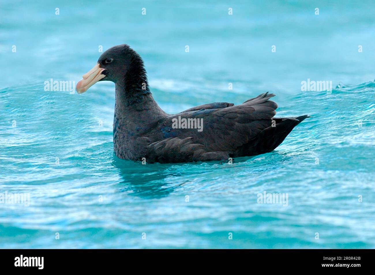 Pétrel géant du sud, pétrels géants du sud (Macronectes giganteus), nez de tube, animaux, oiseaux, pétrel géant du sud adulte, natation en mer Banque D'Images