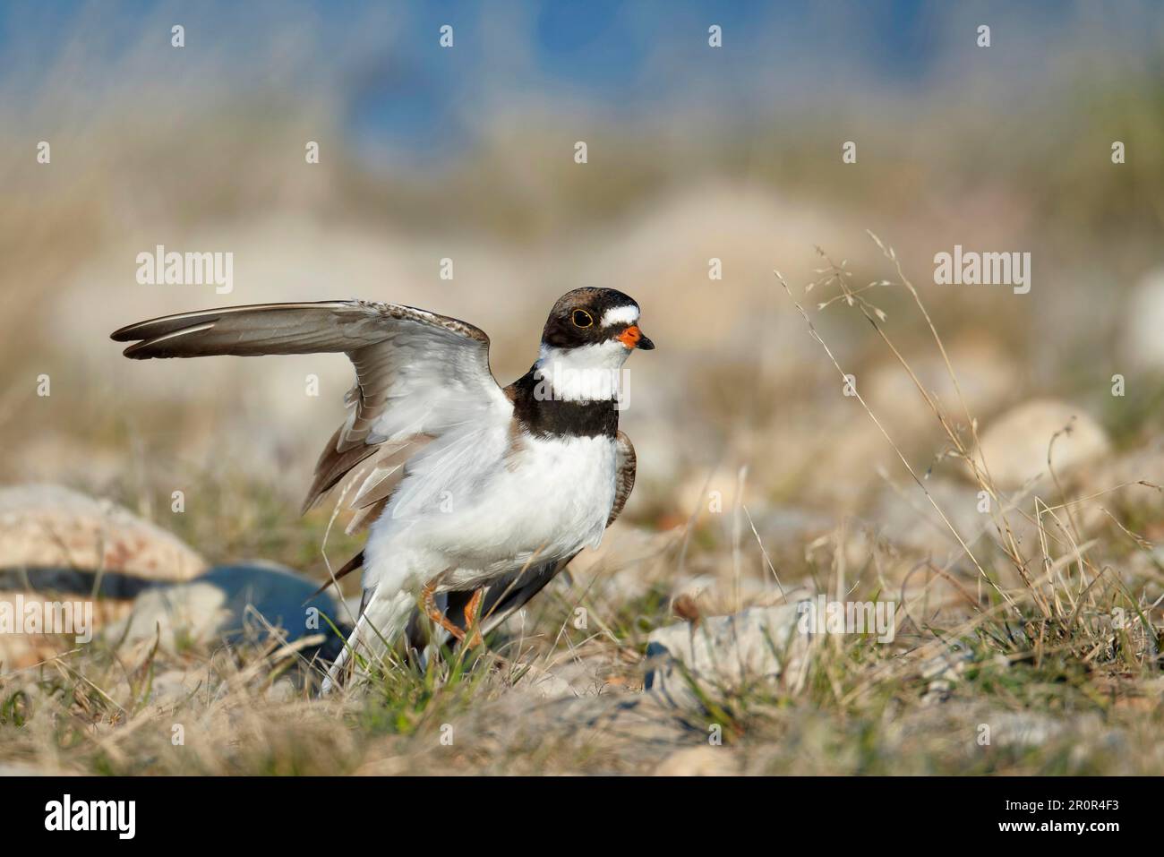 Pluvier semipalmé (Charadrius semipalmatus) adulte, plumage reproducteur, spectacle de distraction « à ailes brisées » près du nid, Nunavut, Canada Banque D'Images