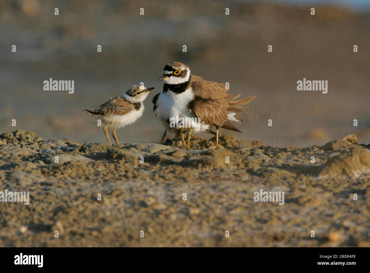 Petit Pluvier annelé (Charadrius dubius) adulte, abritant des poussins sous les plumes, Zakynthos, Iles Ioniennes, Grèce Banque D'Images