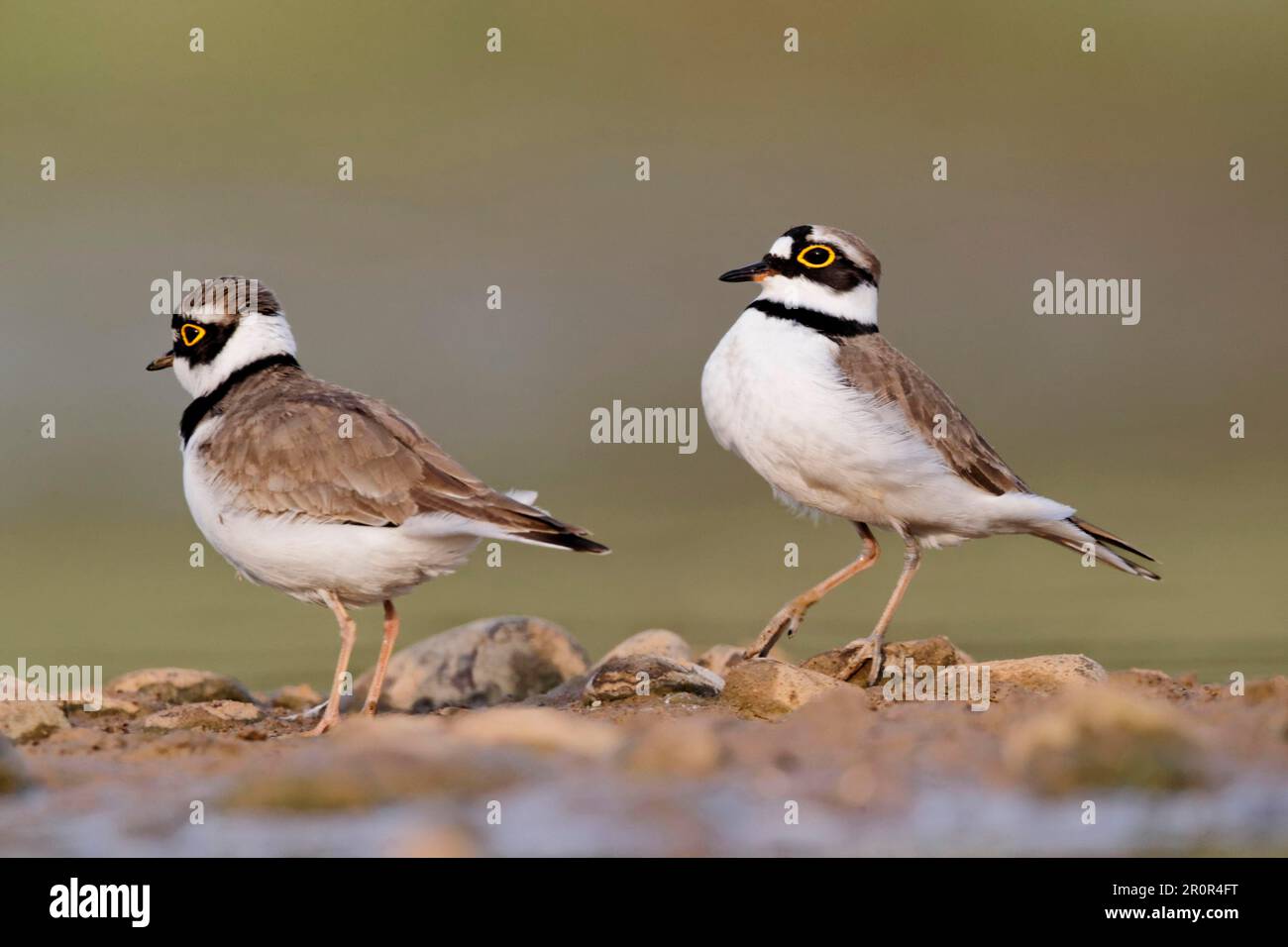 Pluvier petit anneau (Charadrius dubius) adulte paire, plumage d'été, exposition, Midlands, Angleterre, Royaume-Uni Banque D'Images