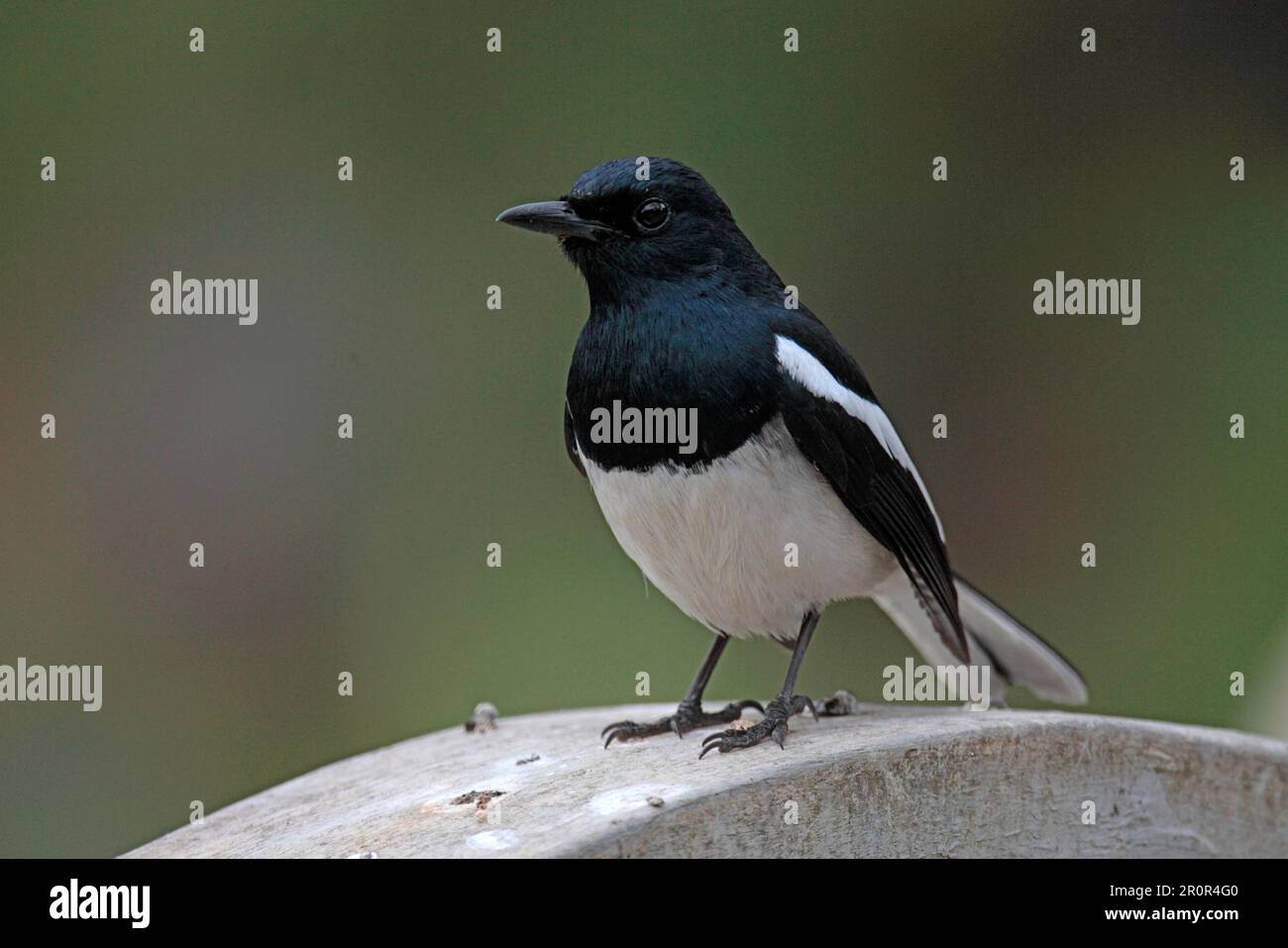 Magpie Grush, magpie-robins orientaux (Copsyhus saularis), oiseaux chanteurs, animaux, oiseaux, Magpie-Robin oriental, mâle adulte, plumage reproductrice, Hong Kong Banque D'Images