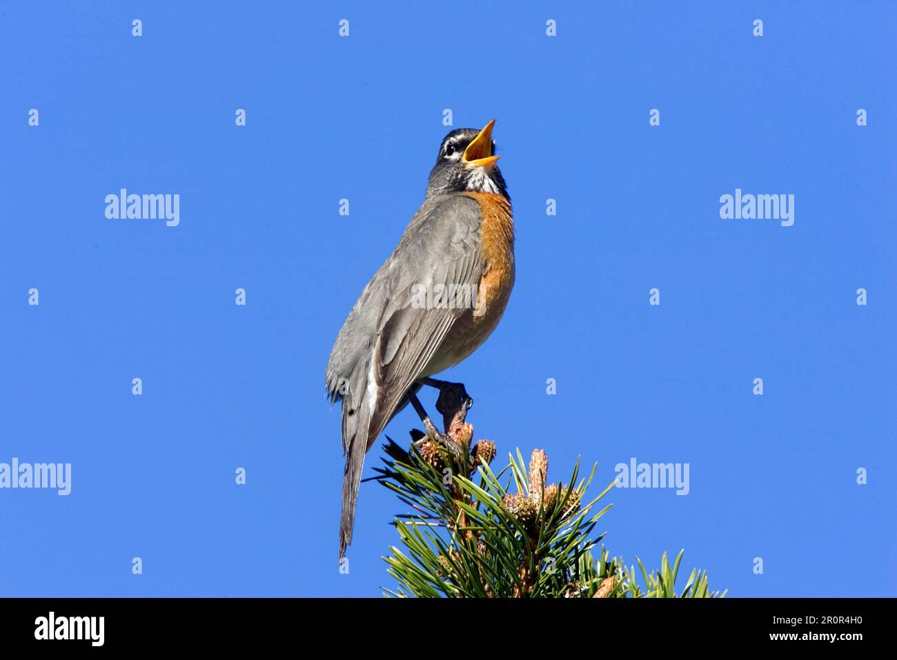 Américain robin (Turdus migratorius), homme adulte, chant, utricularia ochroleuca (U.) (U.) S. A. Banque D'Images