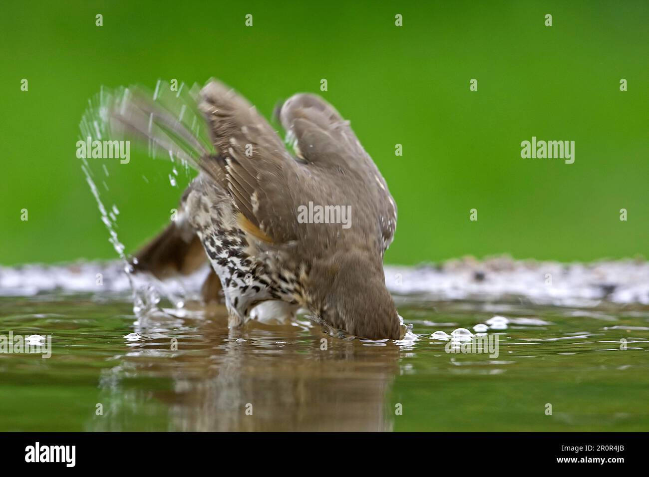 SONG Thrush (Turdus philomelos) adulte, baignade dans l'étang de jardin, Warwickshire, Angleterre, printemps Banque D'Images