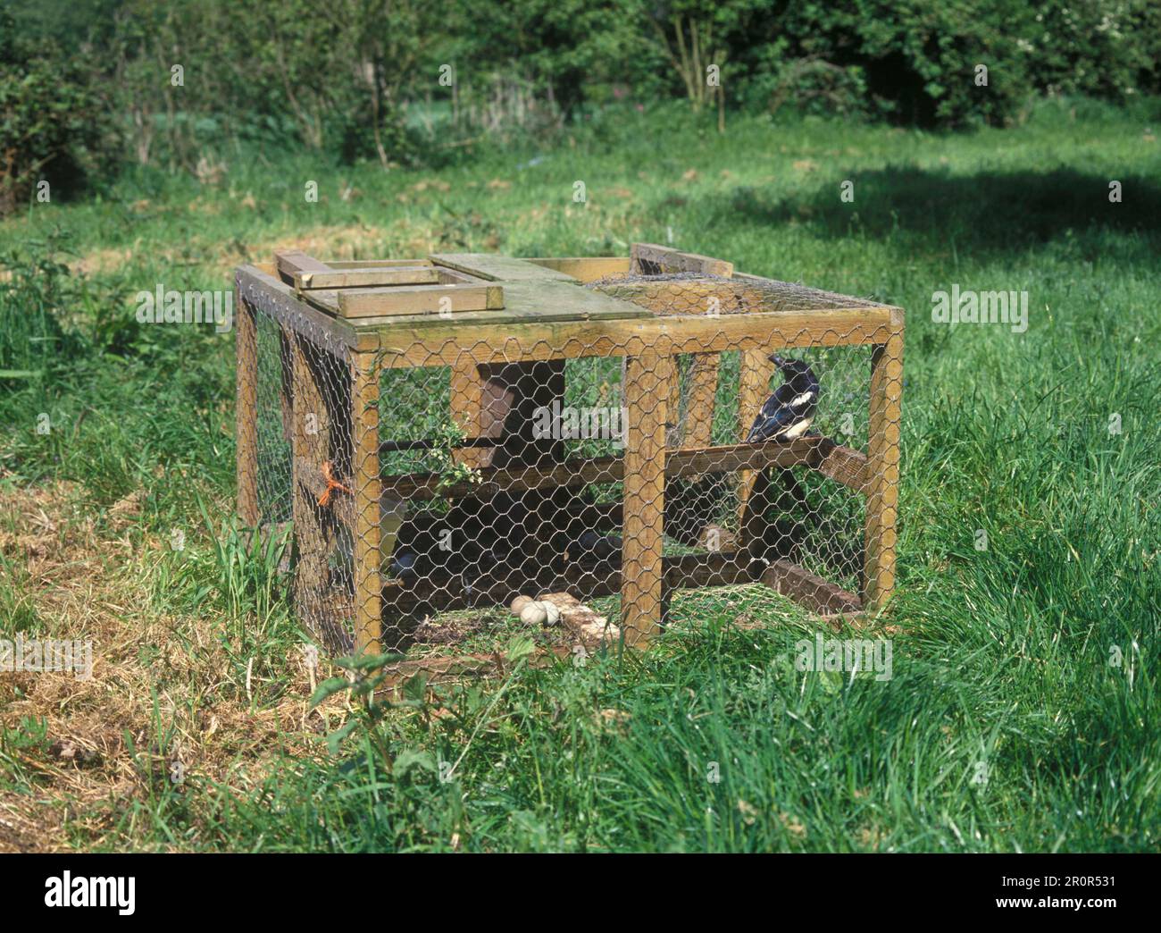 Magpie, tourtes, corvidés, oiseaux chanteurs, animaux, Oiseaux, Larsen piège pour attraper des magpies Banque D'Images