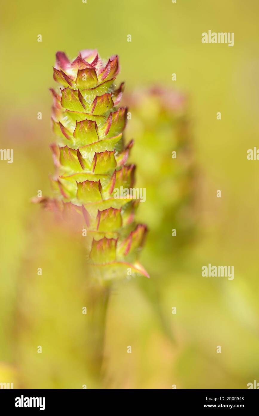 (Prunella vulgaris Common selfheal) Banque D'Images