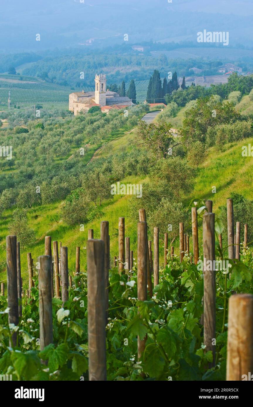 Chianti, Monti in Chianti, vignobles, province de Sienne, Toscane, Italie Banque D'Images