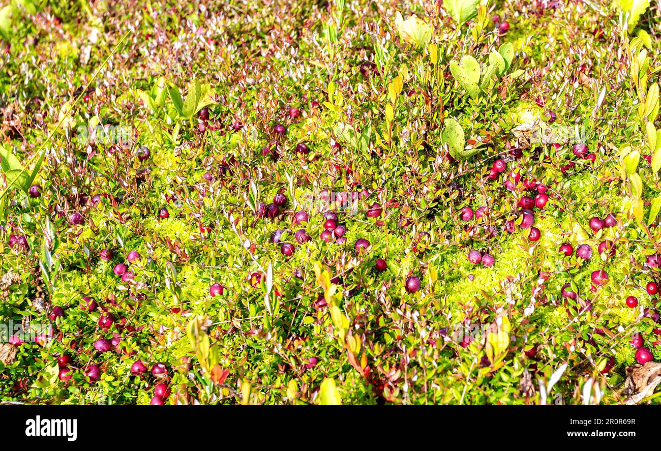 Canneberges sauvages poussant dans la mousse, récolte automnale de baies sauvages. Canneberge sauvage, canneberge tourbière, canneberge marécageuse. Canneberges sur petit vert br Banque D'Images