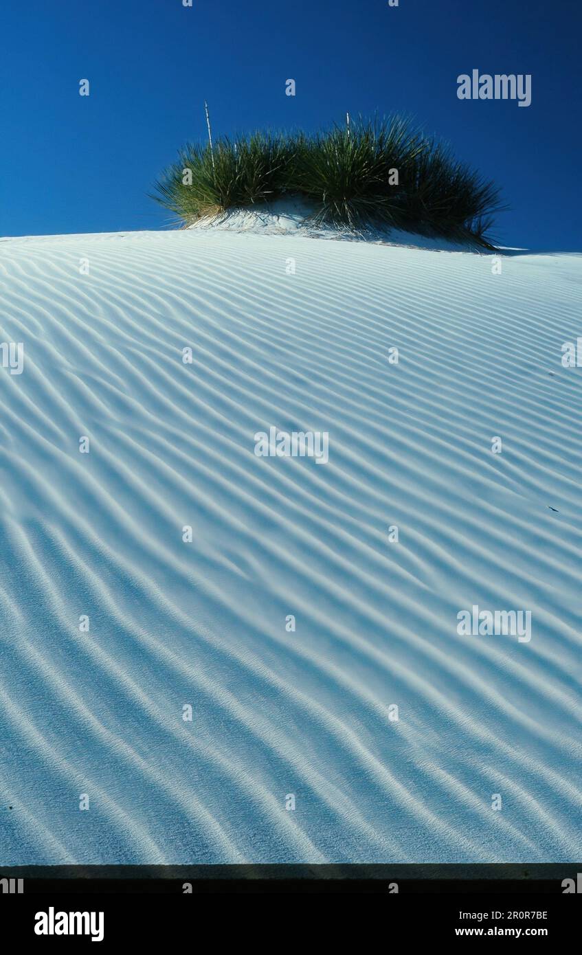 Motifs de dunes de sable et buisson vert Banque D'Images