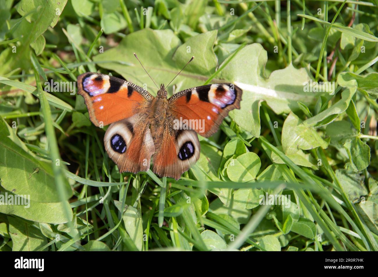 photo d'un papillon avec des ailes multicolores assis sur l'herbe verte de près Banque D'Images