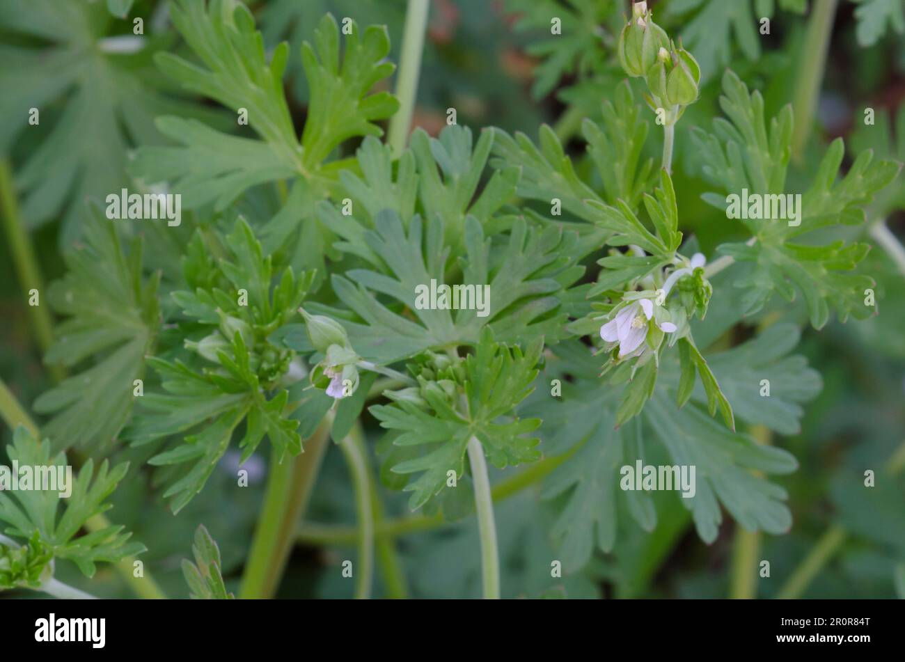 Geranium de Caroline, Geranium carolinianum Banque D'Images