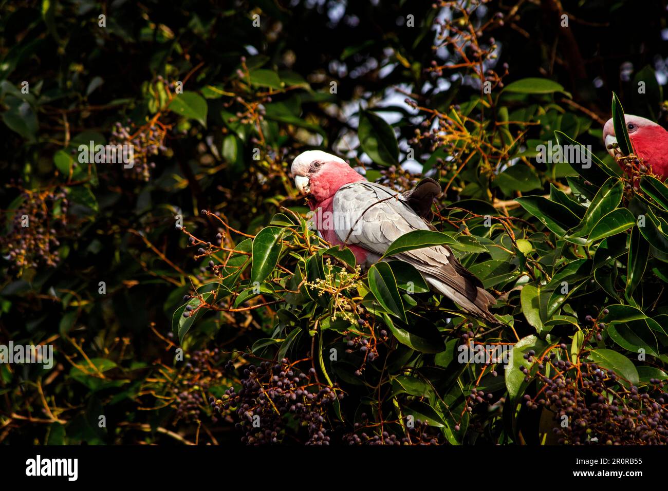 Sydney, Nouvelle-Galles du Sud, Australie. 8th mai 2023. Galahs australiennes (Eolophus roseicapilla) manger des fruits d'un arbre à Sydney, Nouvelle-Galles du Sud, Australie. Le galah, également connu sous le nom de cocatoo rose et gris ou cocatoo à brises roses, est la seule espèce du genre Eolophus de la famille des cocatoos. Les Galahs sont l'un des oiseaux préférés de l'Australie. il est parmi les plus communs des cacatoès. Les Galahs peuvent facilement être identifiés par leur plumage rose et gris caractéristique. Galah peut voyager et rôtir dans des troupeaux de 1000 oiseaux. Les couples de Galah partagent les devoirs de nidification et de parentage de leurs jeunes. Bébé Banque D'Images