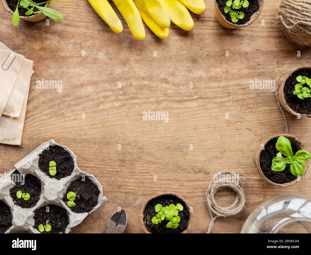 Plantules de basilic dans des pots de tourbe et gants en caoutchouc jaune. Vue de dessus sur les plantes vertes et les outils agricoles. Copier l'espace sur une table en bois. Banque D'Images