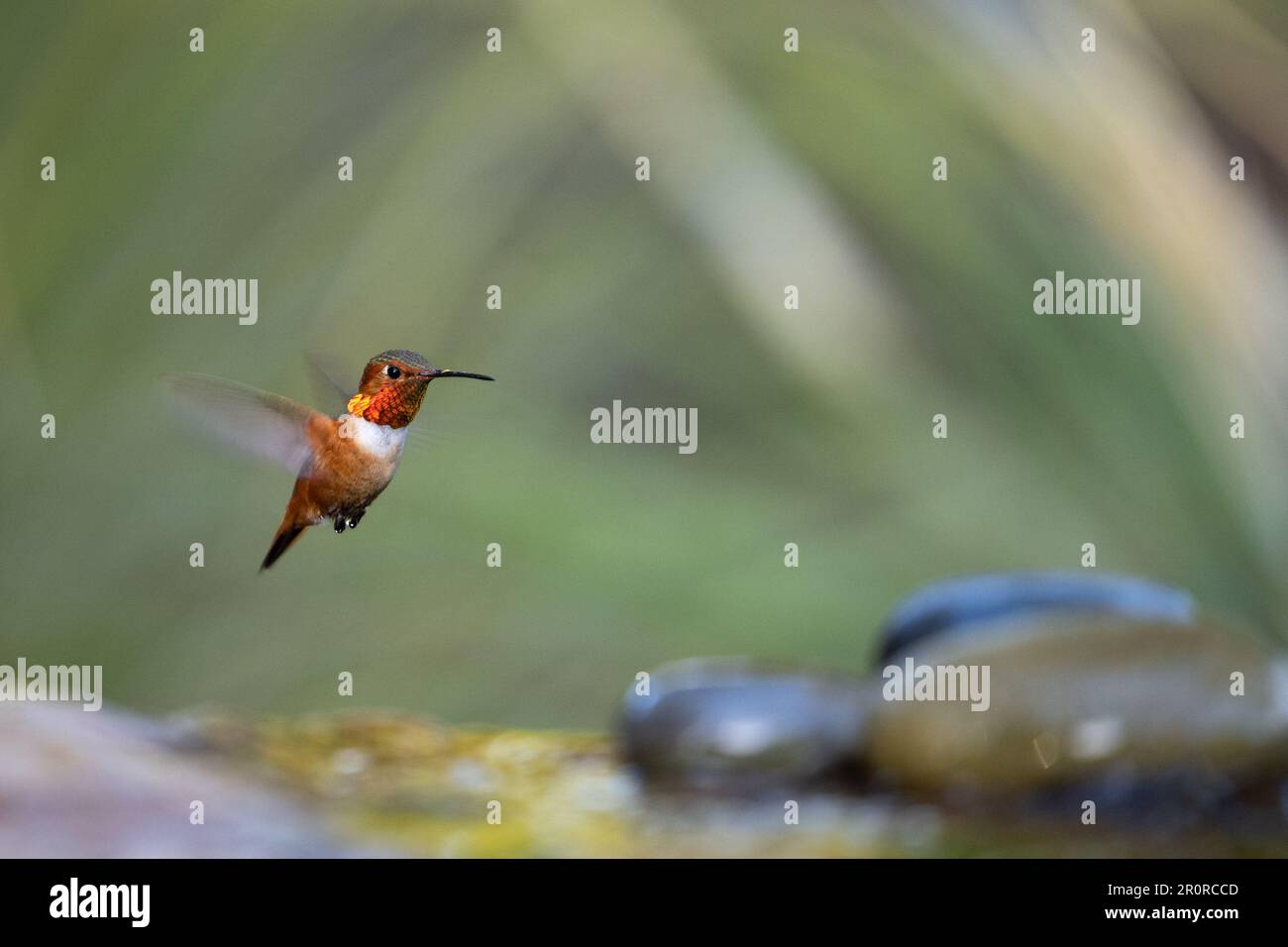 Un colibri mâle d'Allen (Sélasphorus sasin) en vol montrant son gorget vient pour un atterrissage pour se baigner. Banque D'Images