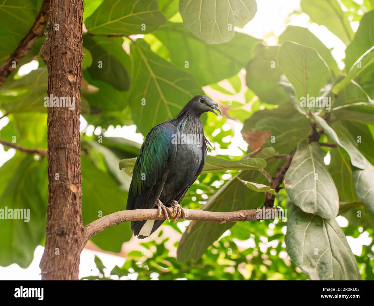 Portrait complet de pigeon Nicobar ou de Caloenas nicobarica. Le pigeon gris bleuâtre coloré avec plumage du col supérieur perche sur la branche d'arbre. Banque D'Images